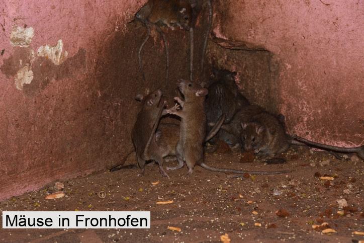 Mäuse in Fronhofen